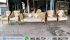 Kursi Pelaminan Manten Wedding Rotan Gold